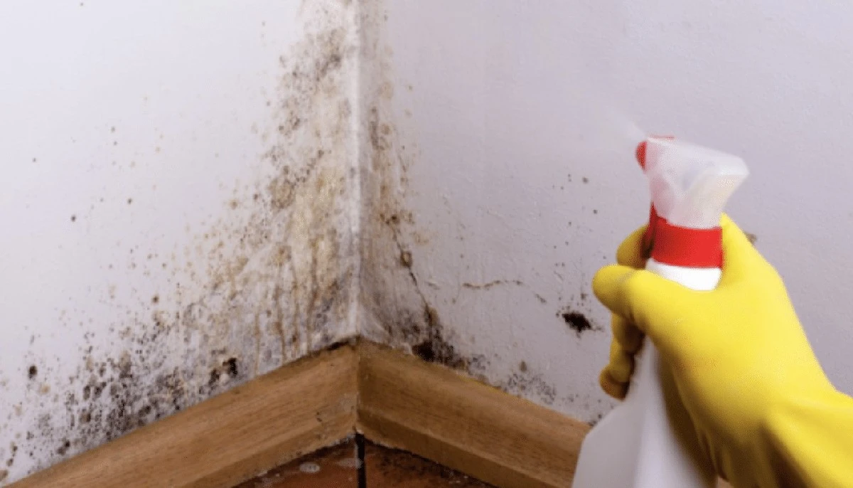 Boj proti plísním: babiččin trik zaručí čistotu za pár korun