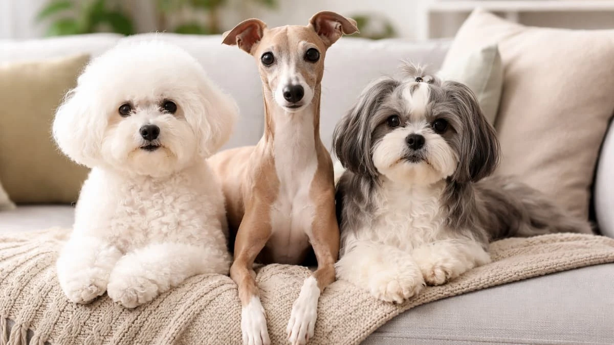 Váš pes neštěká, nelíná a miluje gauč: Ideální společníci pro byt i dům