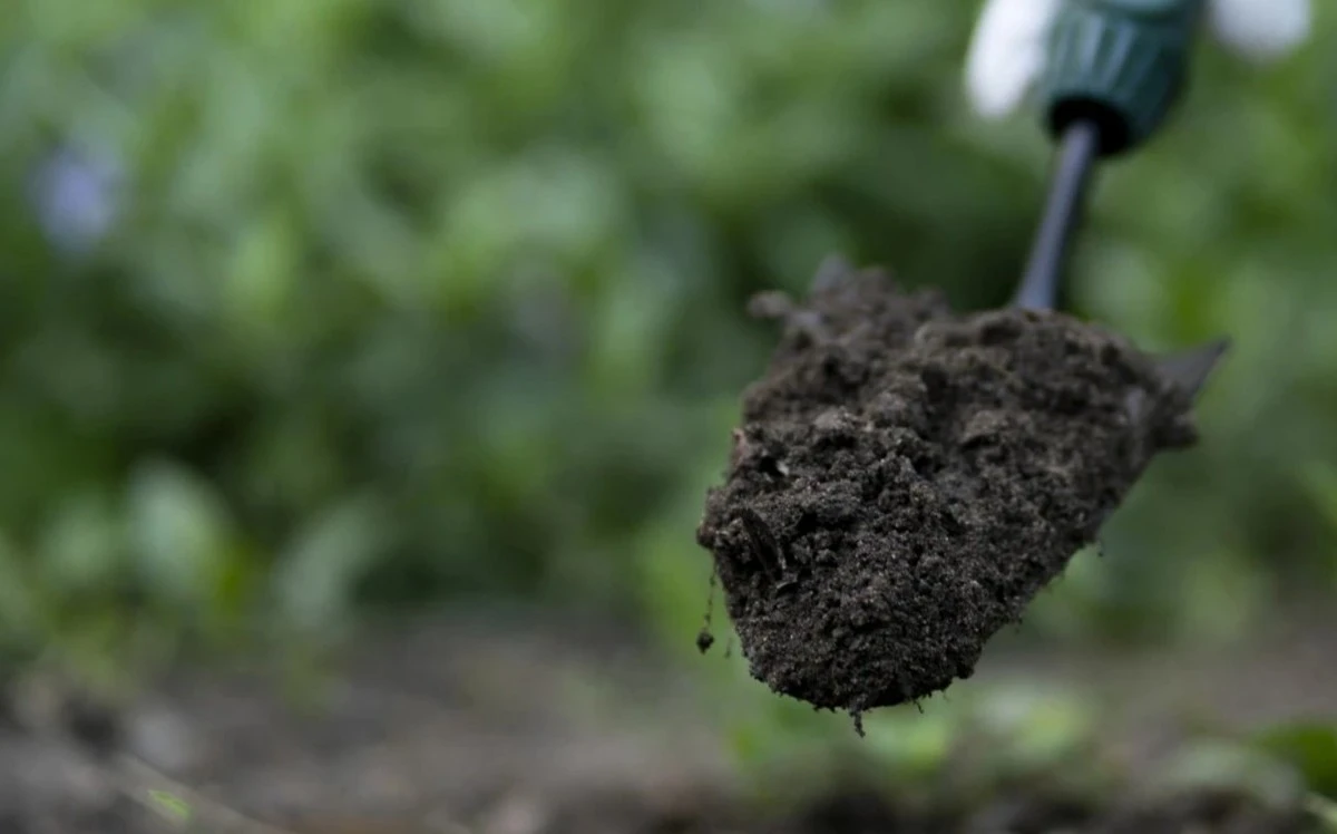 Co vysít na předpěstování v únoru pro bohatou úrodu: Nezapomeňte na tento seznam