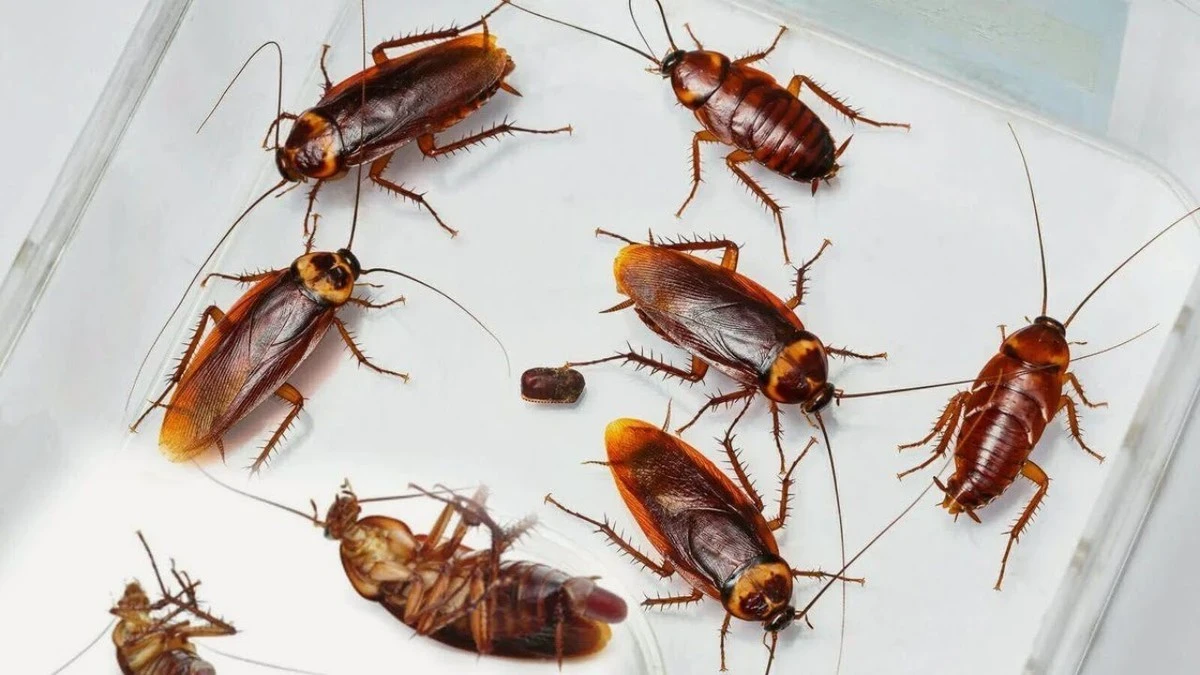 Proč zkušené hospodyňky přidávají banánové slupky do pastí na šváby