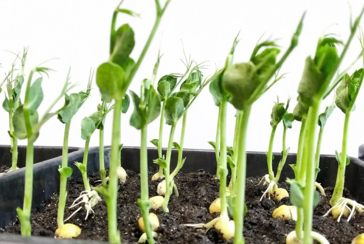 Nalezeno na dně šuplíku: jak oživit stará semínka a dosáhnout bohaté úrody