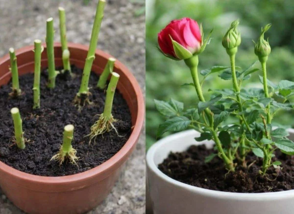 Starověký čínský recept: Koření všech řízků za dva dny