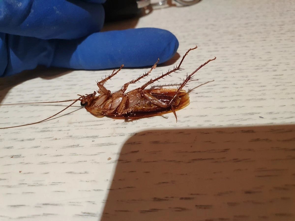 Proč běžíte pro sódu a ocet? Existuje mnohem rychlejší způsob, jak se zbavit švábů