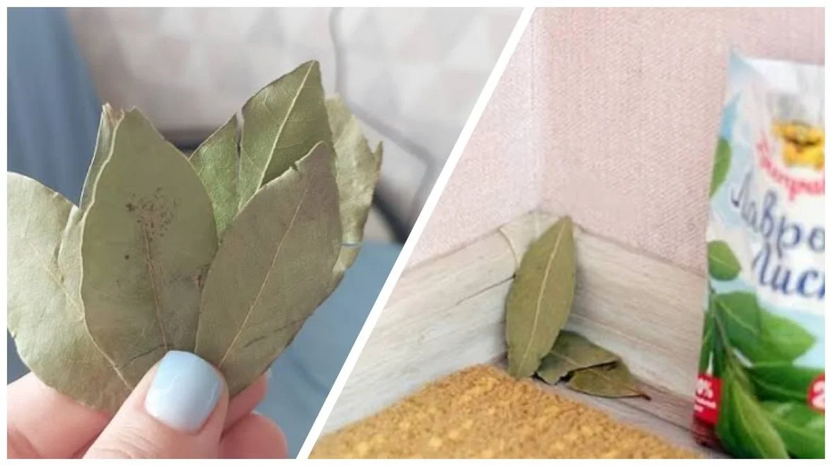 Kam dát bobkový list v domácnosti pro přilákání bohatství: 3 klíčová místa