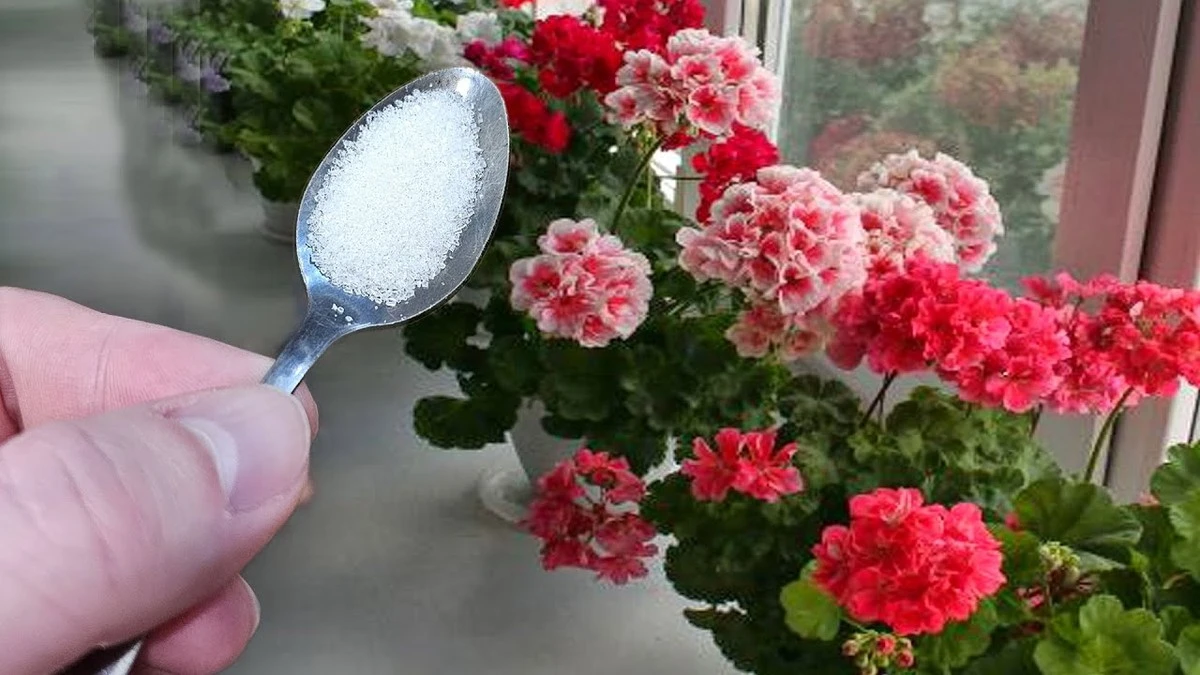 Proč moje pelargonie kvetou v lednu jako v létě: Tajemství zazáření za pár korun