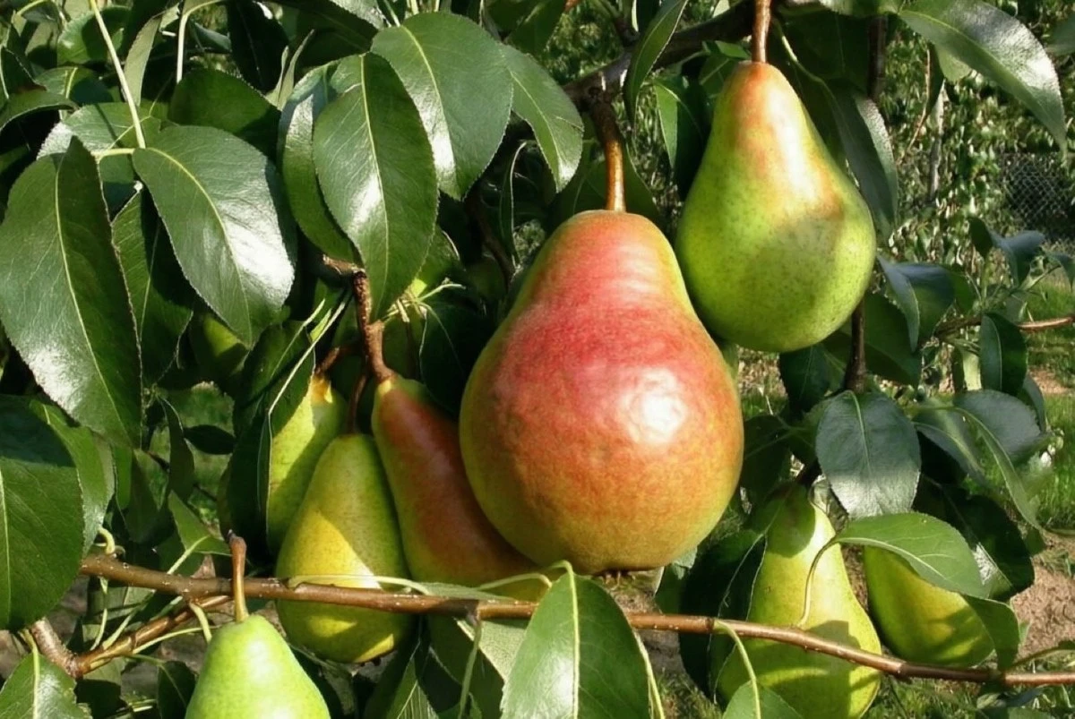 Proč vaše hrušně dávají poloviční úrodu: tajemství skryté v jediném řezu