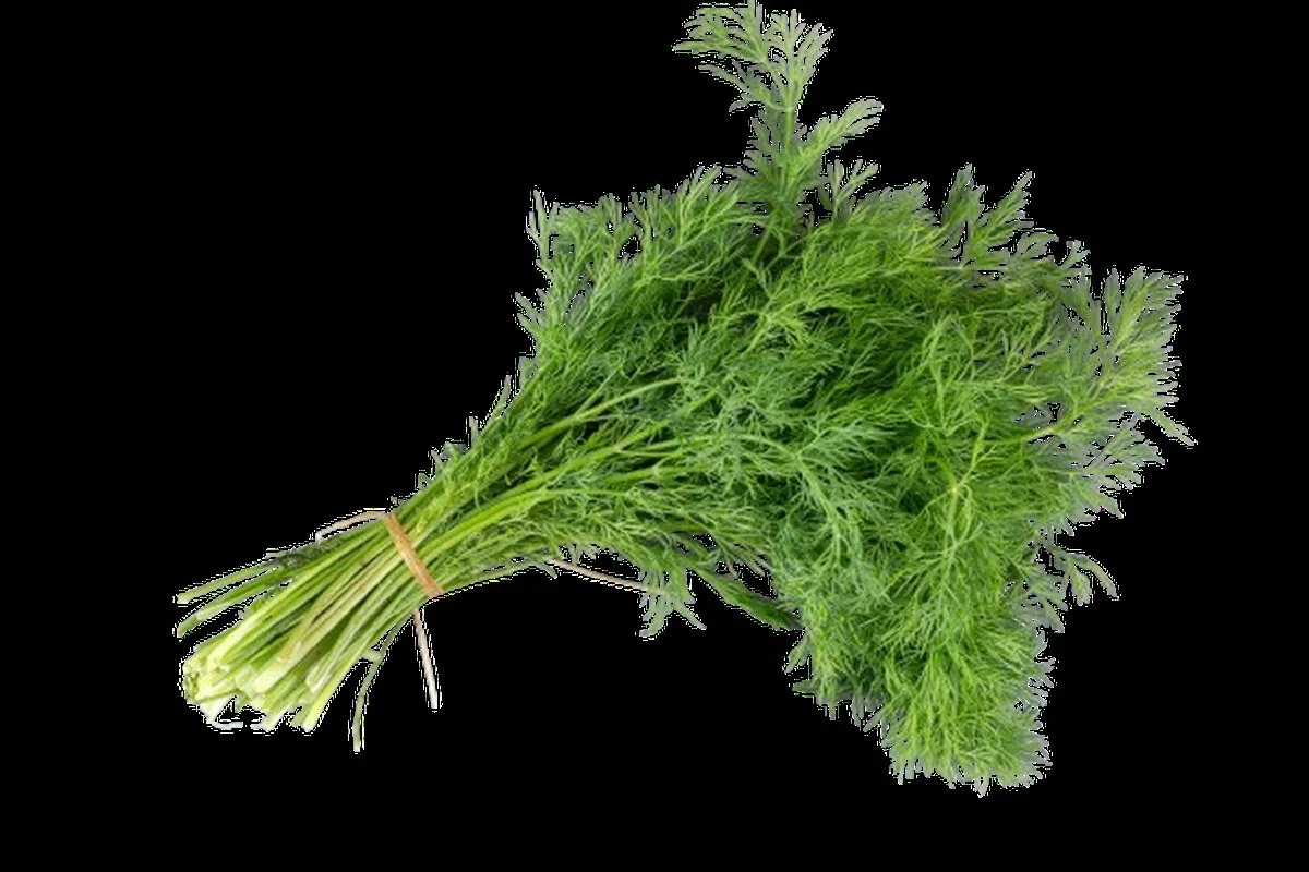 Kopr: Koření, které pomohlo babičce s hladinou cukru v krvi - image 1