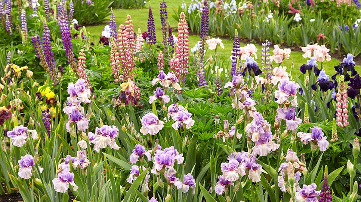 Váš pozemek bude vonět celé léto: zapamatujte si jednoduchá tajemství voňavé zahrady - image 1