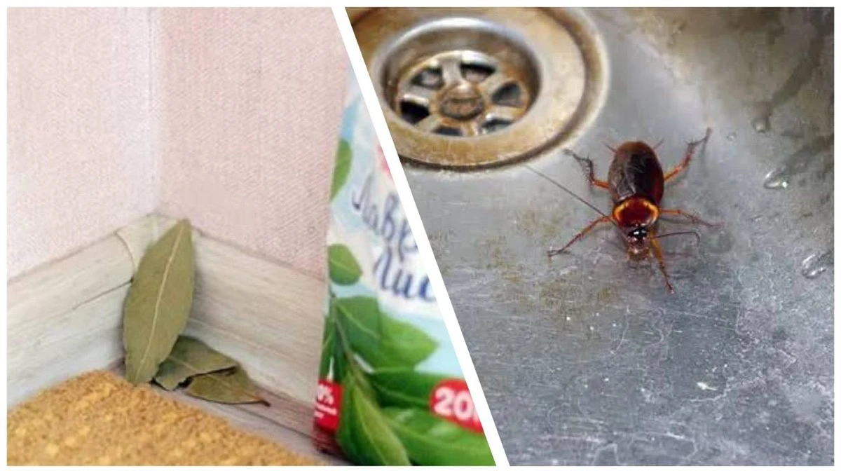 Proč kupovat drahé insekticidy, když máte bobkový list: rozmístěte po 1 v rozích bytu – švábi utečou