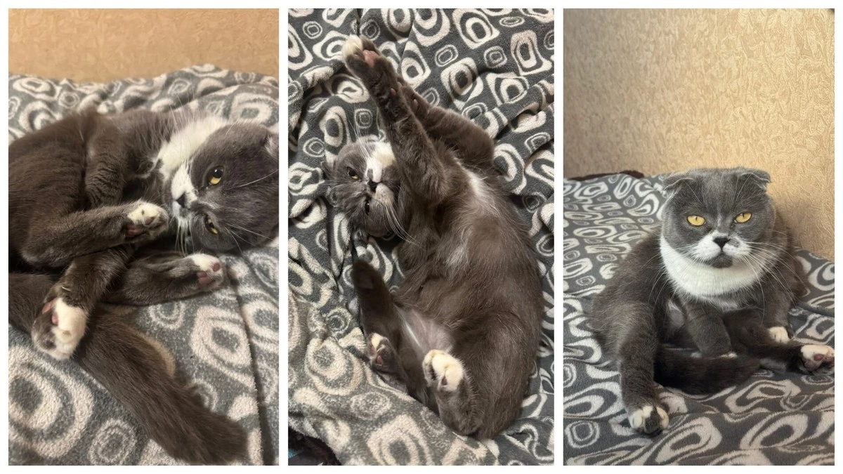 Proč z vaší kočky čpí byt? 3 překvapivé důvody, proč za to nemůže její nepořádnost