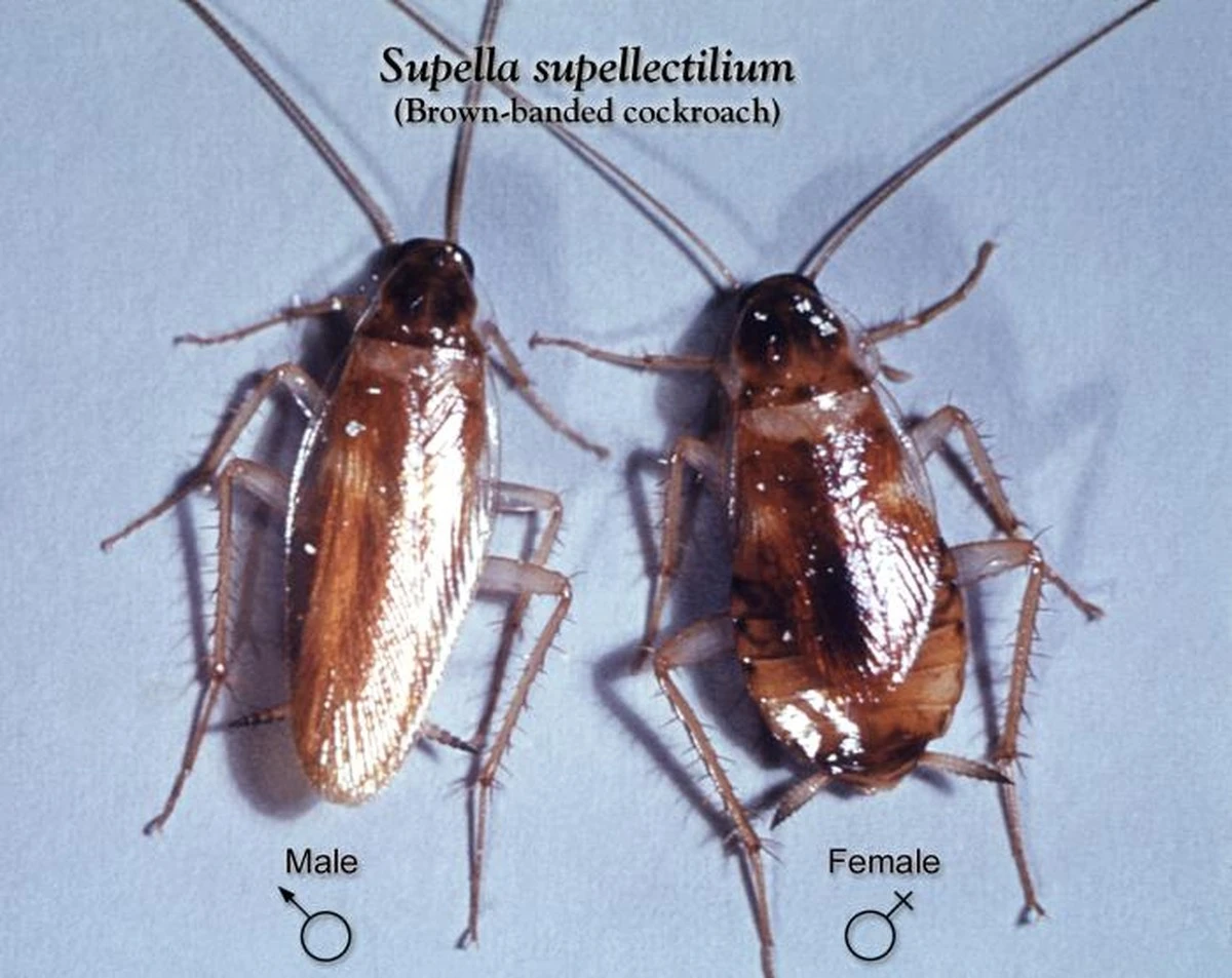 Proč běžíte pro sódu a ocet? Existuje mnohem rychlejší způsob, jak se zbavit švábů - image 1