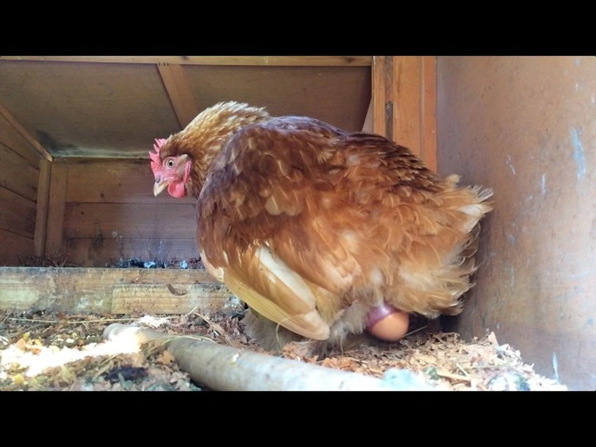 Měkká vejce bez skořápky u slepic: Veterinář odhalil 3 důvody a jednoduché řešení - image 1