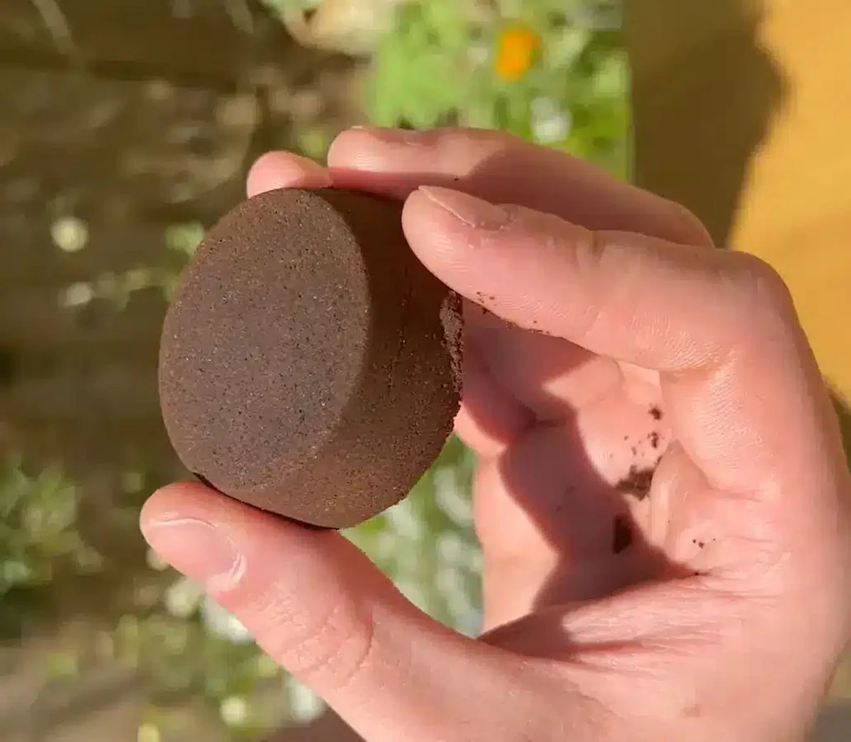 Kávová sedlina v zahradě? Některé rostliny ji nesnášejí, a proto vadnou