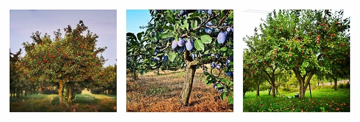 proczkusenizahr-extra-1.webp Proč zkušení zahrádkáři nebělí stromy až v květnu: jarní tajemství pro zdravější sad - image 1