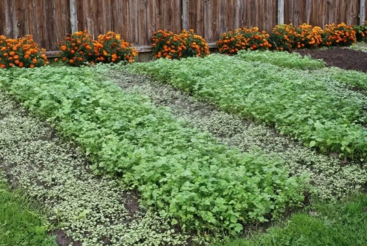 Jak zasít zelené hnojení, aby se půda na jaře probudila: Zkušení zahrádkáři to dělají každou jaro