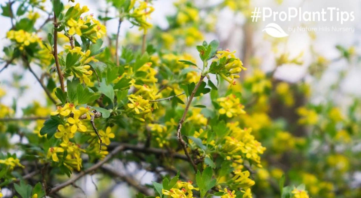 Jedna jarní péče zlepší chuť rybízu. Zapamatujte si tento jednoduchý trik - image 1