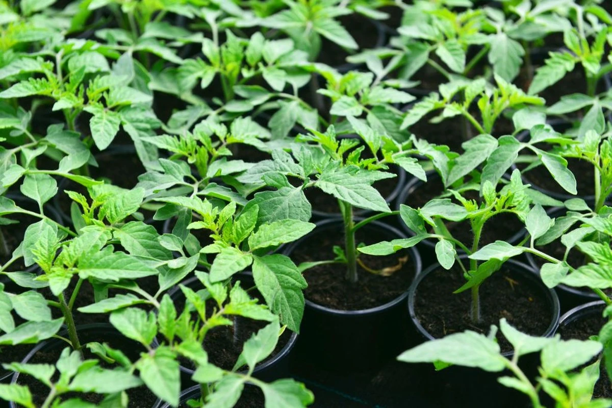 Proč jsou sazenice rajčat tlusté a zdravé: zapamatujte si jednoduché tajemství zkušených zahrádkářů - image 1