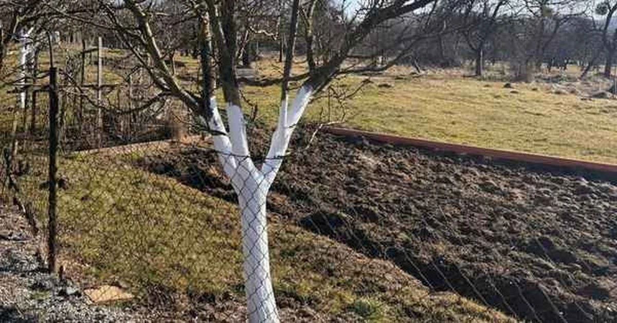 Zbělit kmeny ovocných stromů: Poslední šance před jarem