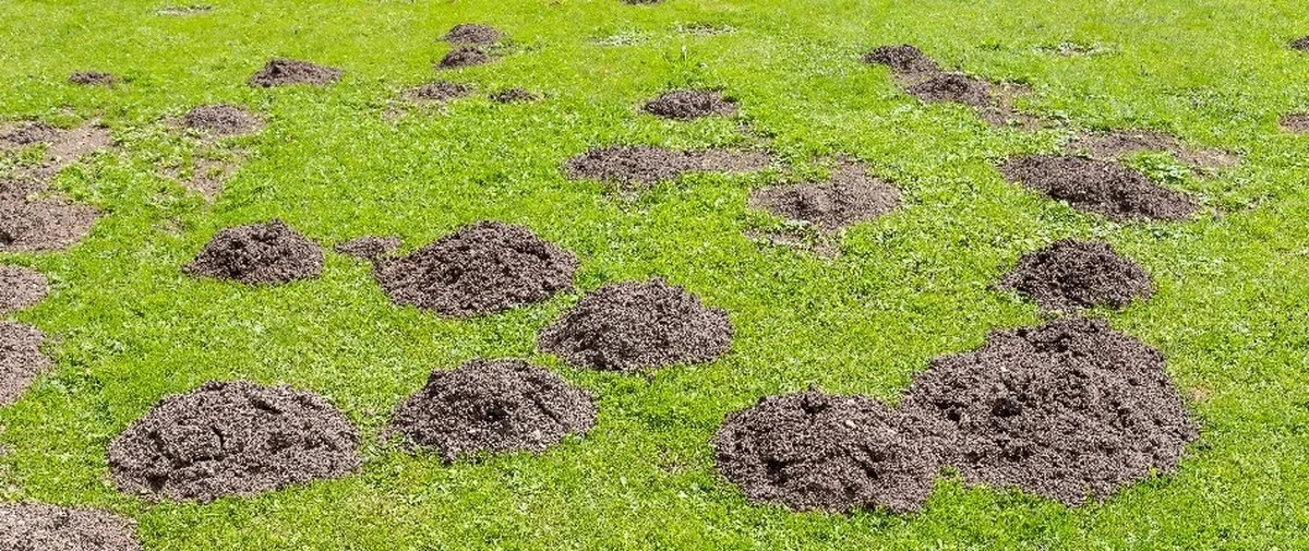 Кроты исчезнут с участка без дорогих отпугивателей: проверенные способы опытных дачников - image 1