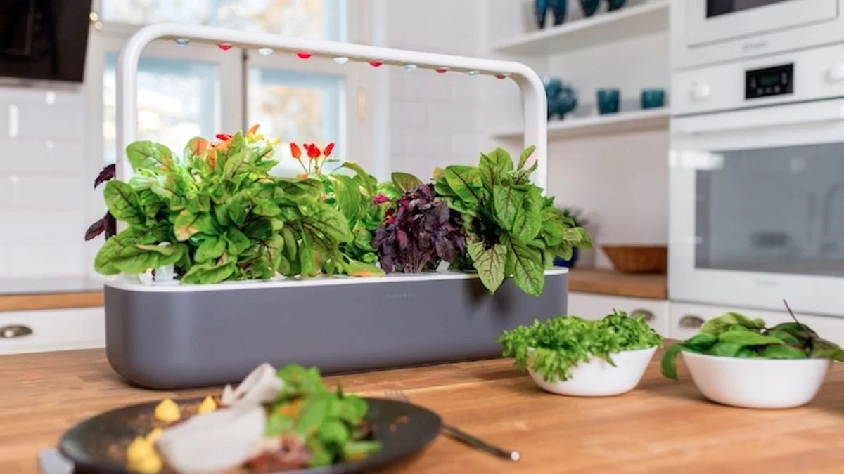 Čerstvá petrželka na stole po celý rok: jednoduchý způsob, jak pěstovat bylinky na parapetu - image 1