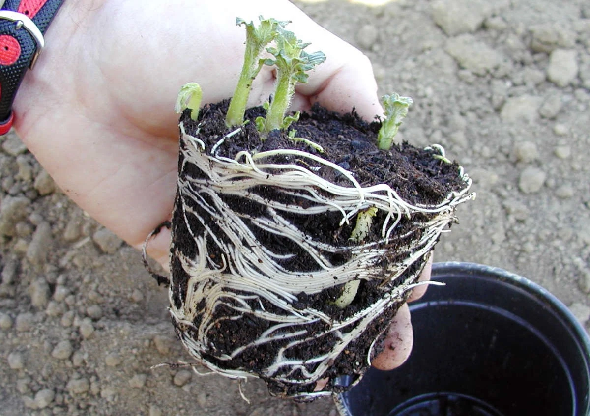 Proč je kypřená půda pro sadbu klíčová: 5 snadných přísad pro zdravé kořeny - image 1