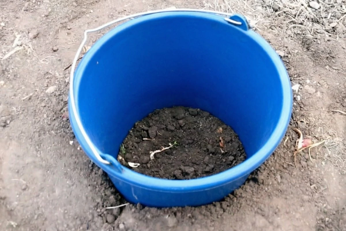 Proč kopat vědro doprostřed záhonu: nečekaná finta zahrádkářů, o které málokdo ví