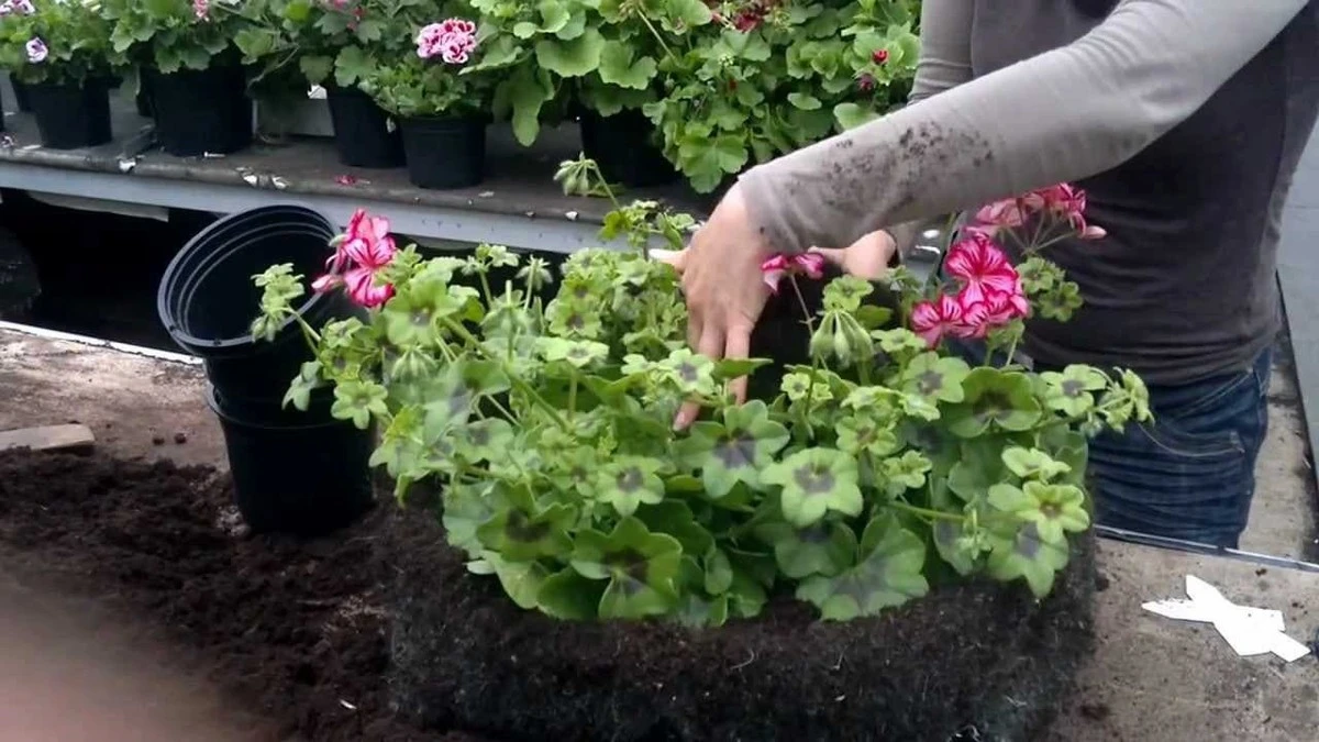 Proč bohatí Češi vyhazují petúnie a muškáty: Těchto 5 rostlin zdobí jejich okna