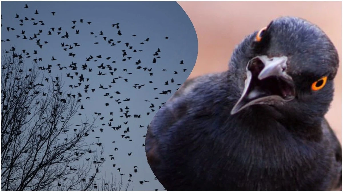 86letá babička vysvětlila, co znamená vidět tisíce černých ptáků na obloze: Důležité znamení, které nemůžete ignorovat