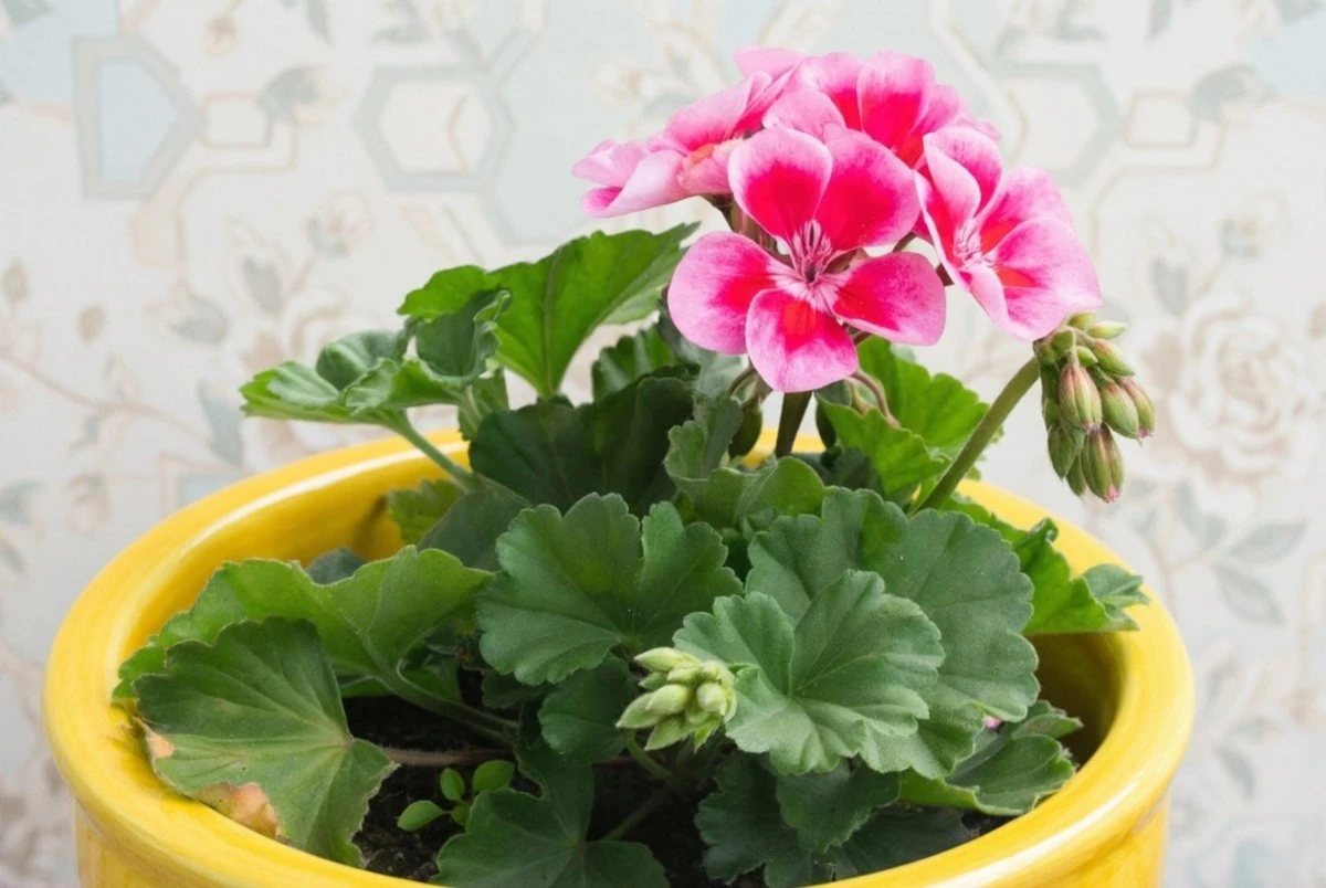 Geraniumům dopřejete dvojnásobek květů: Zimní trik s novými výhonky, který nic nestojí