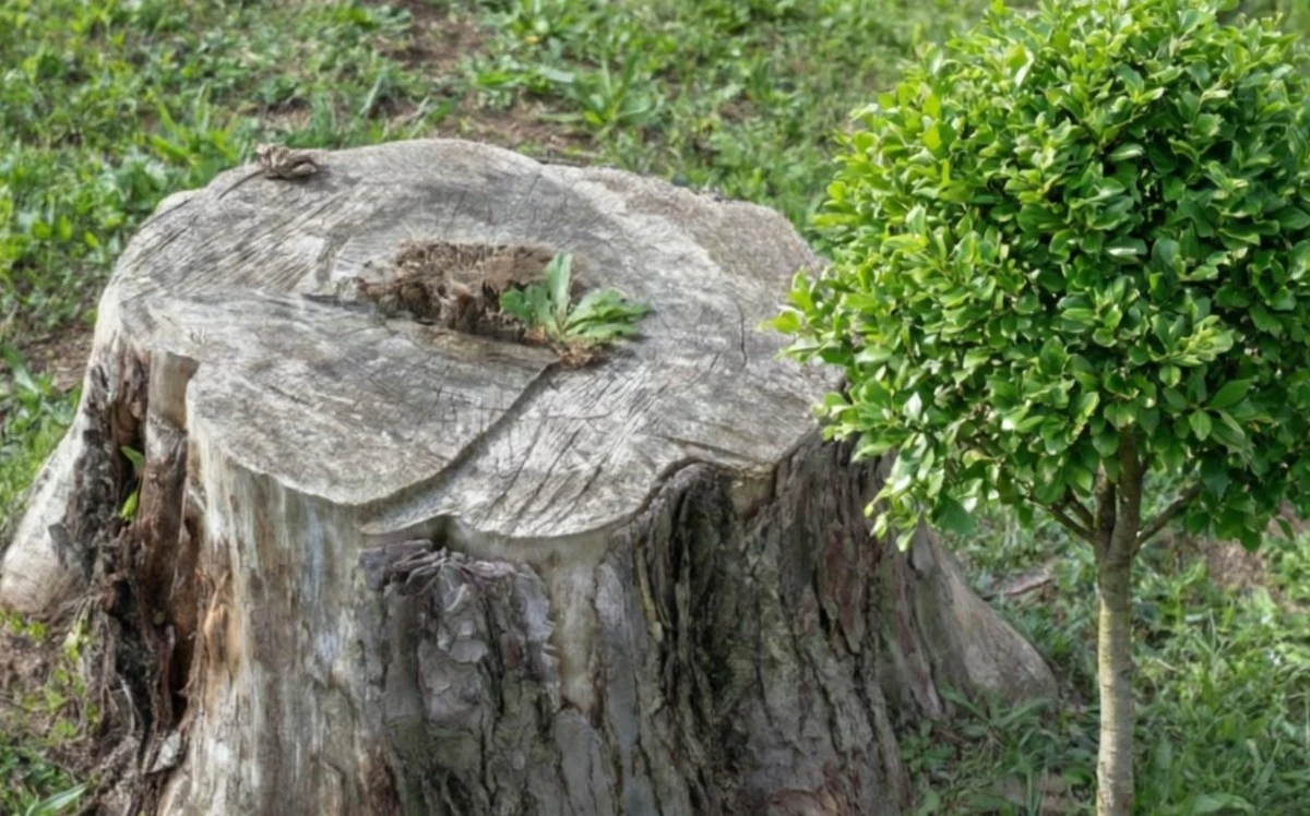 Jak se zbavit pařezů bez námahy: tajemná ingredience pro vaši zahradu