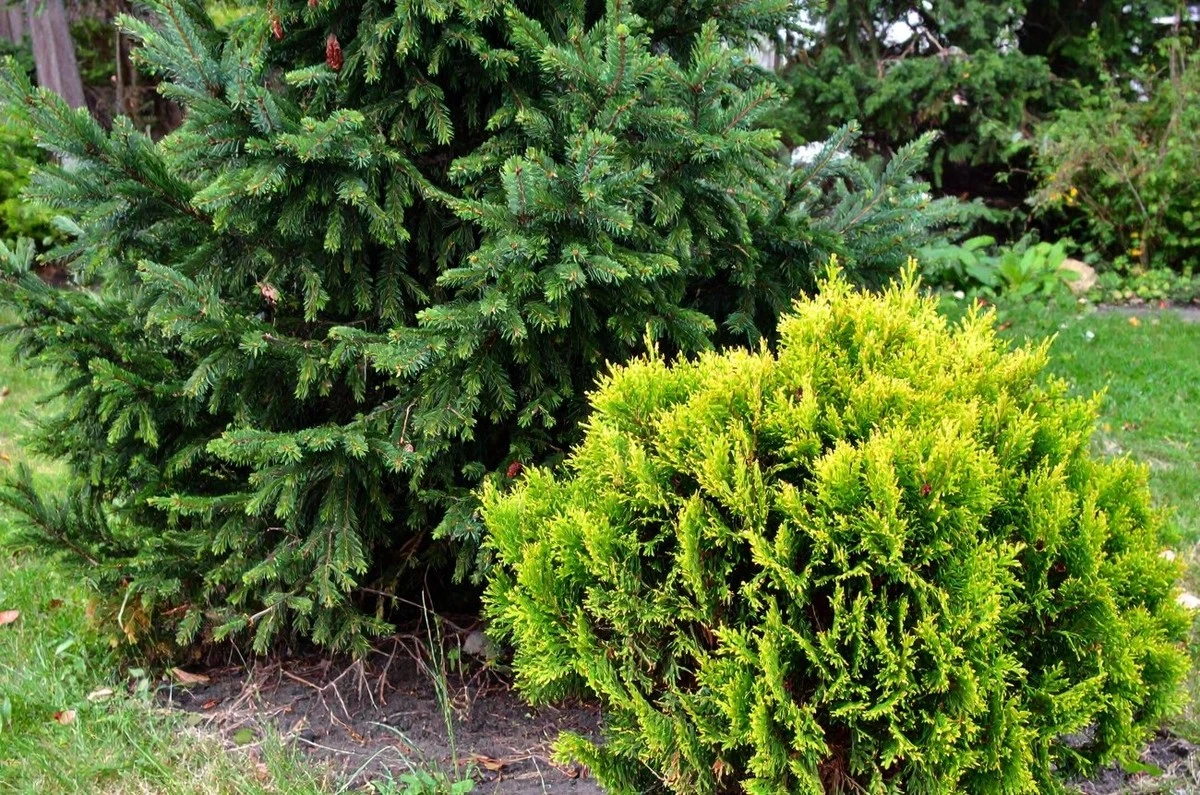 Samozřejmě, že to zvládnete: Tyto 3 stromy vydrží v zahradě přes 100 let. Pro lenochy i mistry