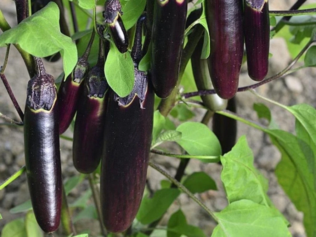 Proč obyčejná hlína nestačí: tajná směs pro dokonalé sazenice lilků - image 1