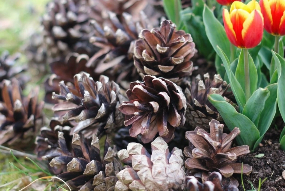 Proč zkušení zahrádkáři na jaře nosí z lesa pytle šišek: nečekaný přínos pro zahradu