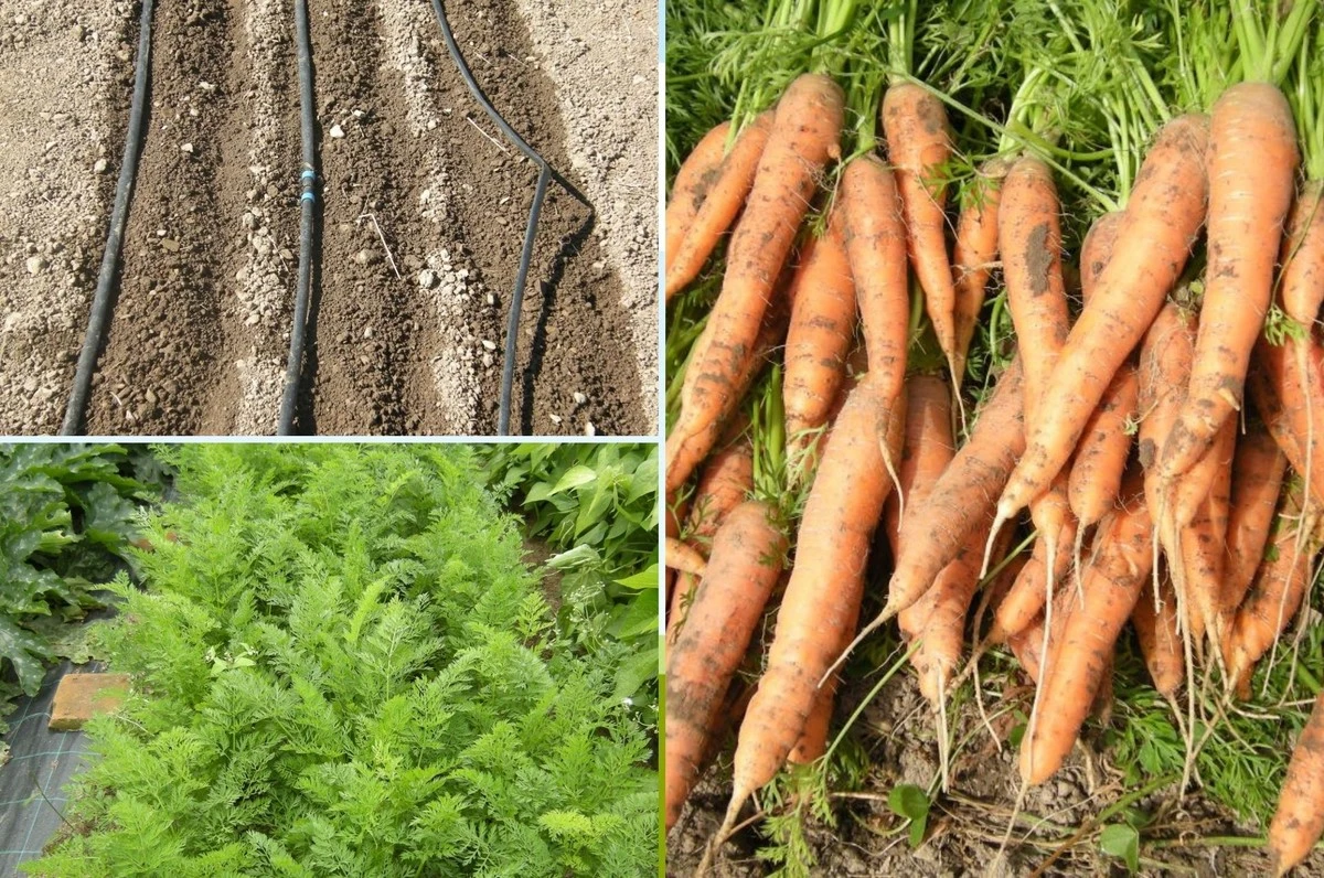 Куродо шантанэ: морковь, которая даст рекордный урожай даже на сложной почве - image 1