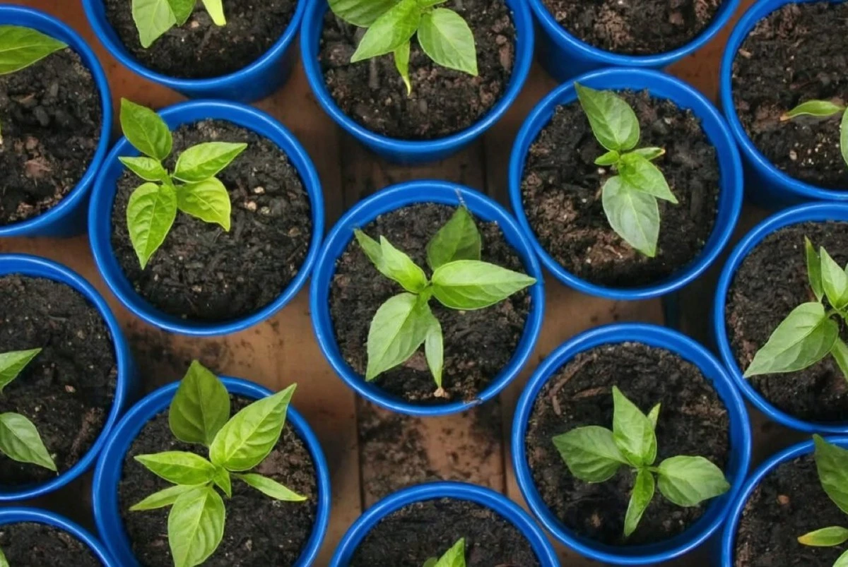 Březen: Co zasít pro bohatou úrodu a záplavu květů. Zkušení zahradníci už makají.