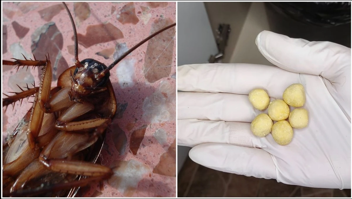 Jedna směs ze 3 složek, která vypudí otravné škůdce z vašeho domova