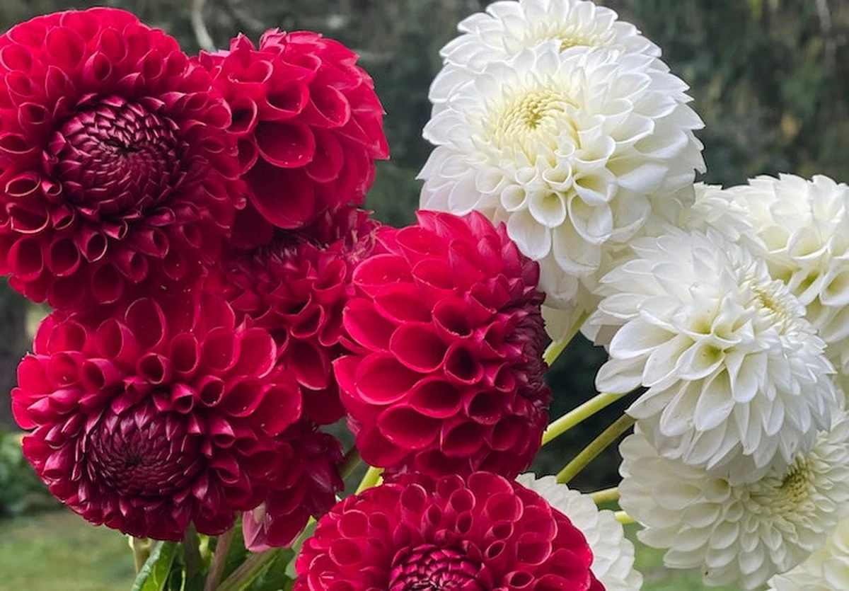 okouzlujiciakvi-extra-1.webp Okouzlující akvileje: Vytvořte si na zahradě záhon, který vzbudí závist - image 1