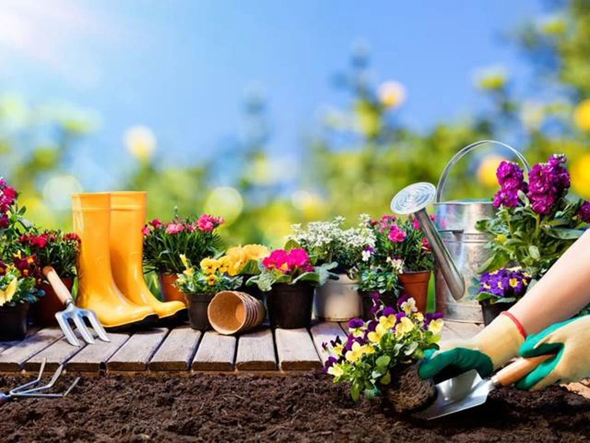 jednoutydnezali-extra-1.webp Jednou týdně zalijte rostliny tímto a uvidíte rozdíl - image 1