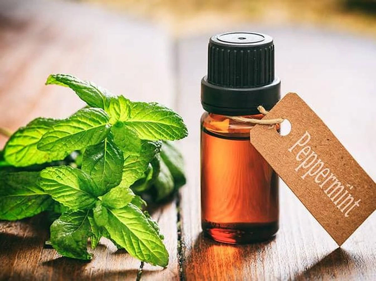 Nalijte do talířů trochu octa: myši zběsile utečou a už se nikdy nevrátí (ověřený trik) - image 1