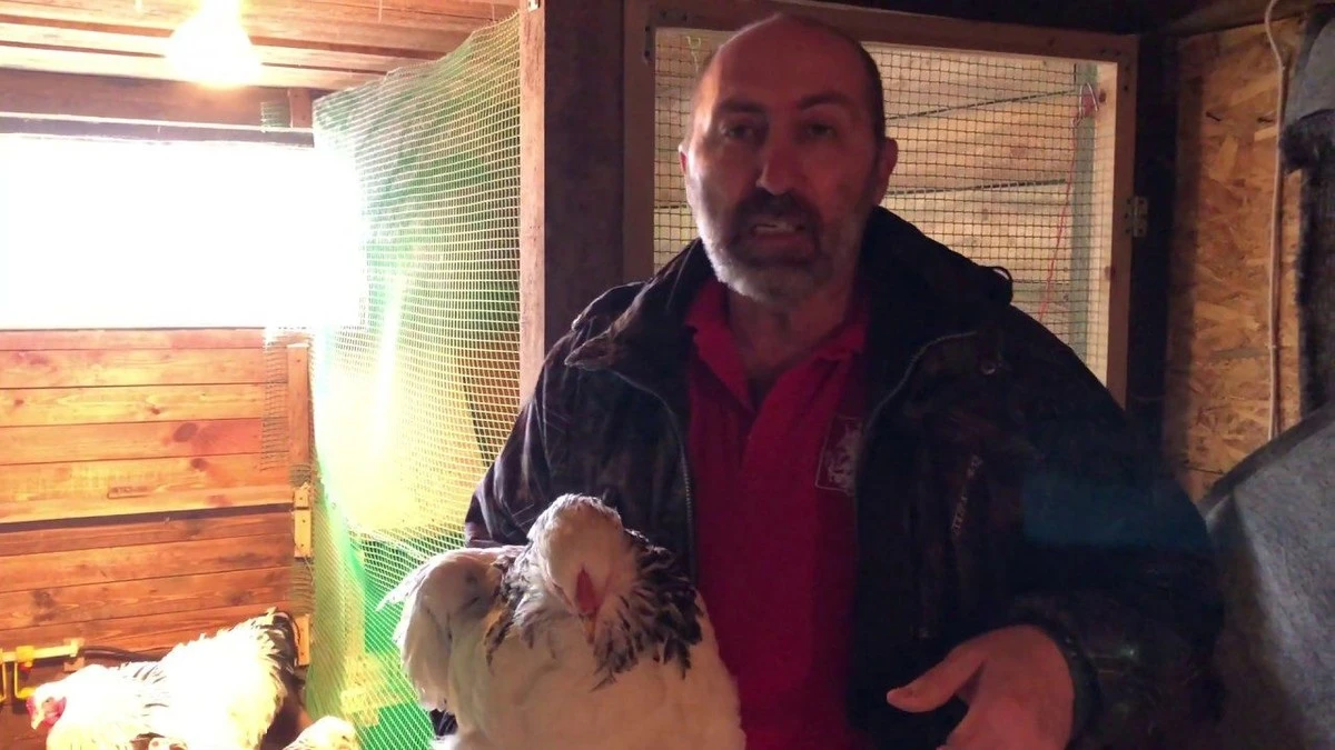 Proč slepice přestaly snášet vejce: vložte do hnízda tenisový míček a uvidíte rozdíl