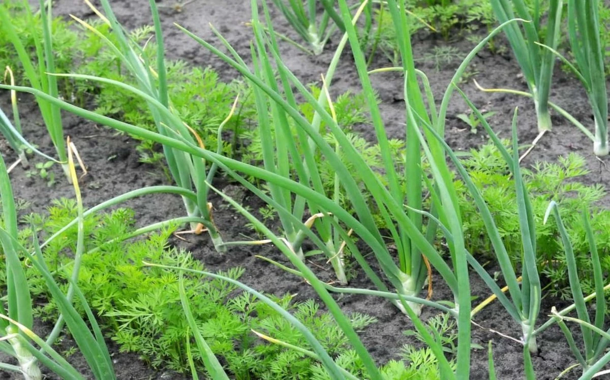 Tajemství zahrádkářů: Proč sázíme cibuli hned vedle mrkve