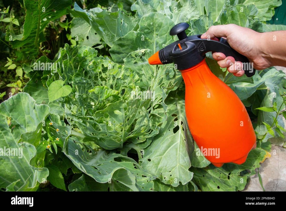 Nečekaná síla čpavku na zahradě: zahradníci ho znají před začátkem sezóny - image 1