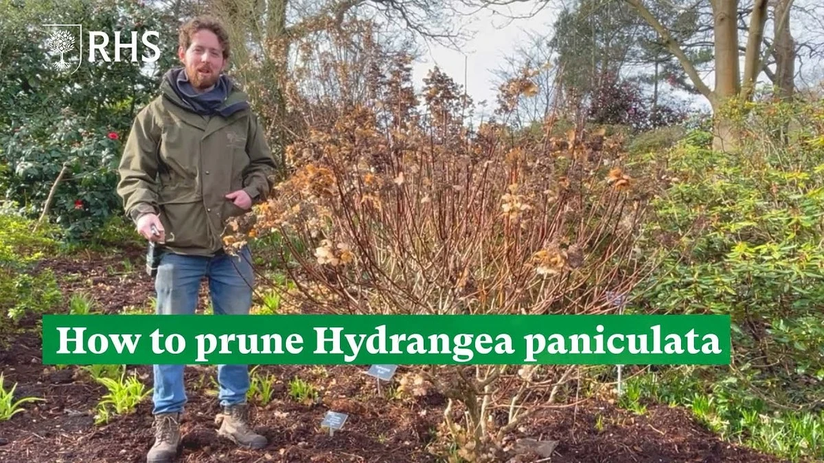 Kdy a jak přesně stříhat hortenzii latnatou na jaře pro záplavu květů - image 1