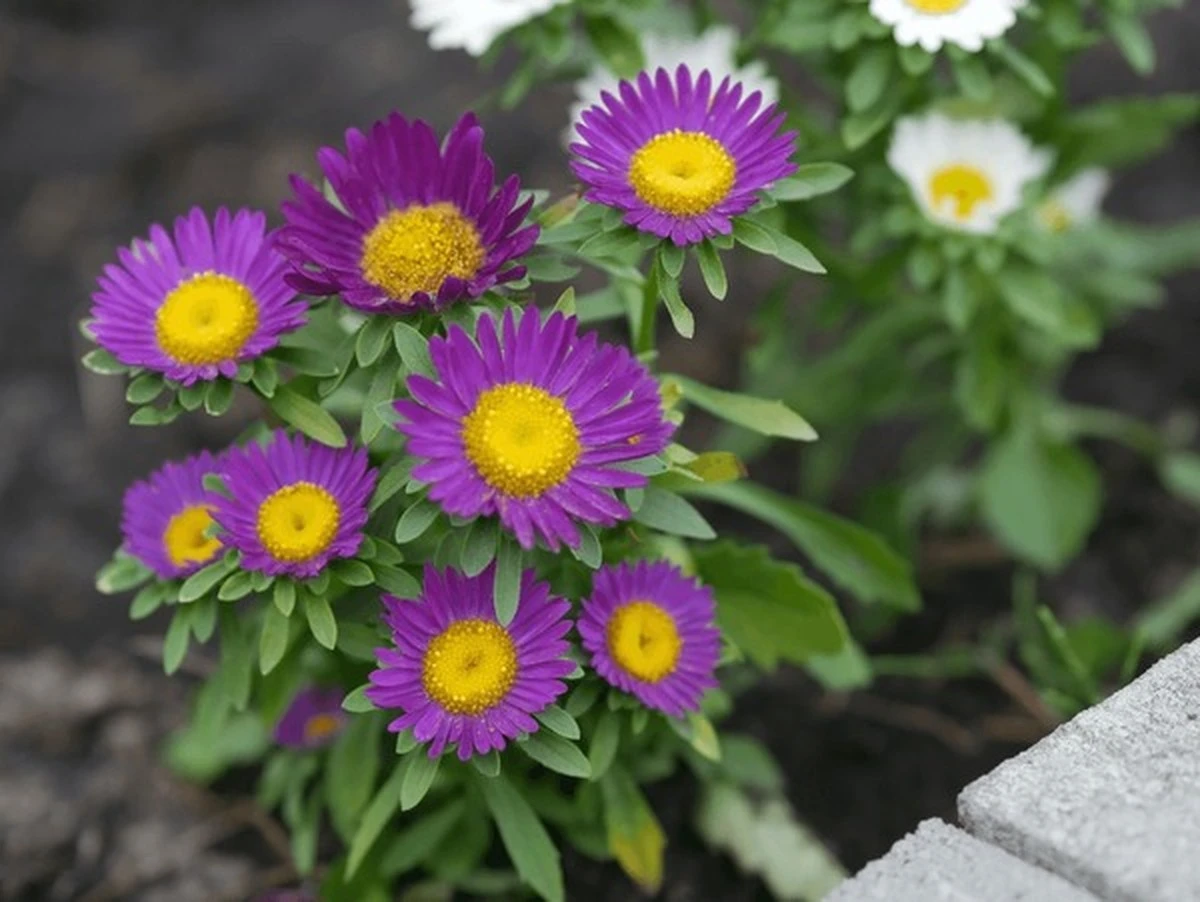 kdyvysevatastry-extra-1.webp Kdy vysévat astry do volné půdy, aby kvetly až do mrazů: zkušení zahrádkáři to dělají takto - image 1