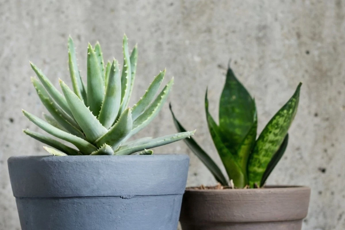 5 domácích rostlin s léčivými účinky, o kterých jste nevěděli