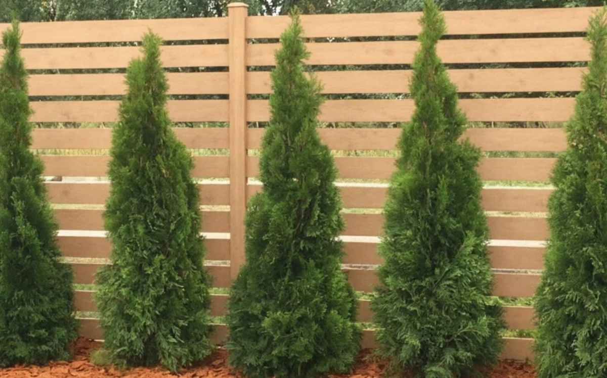 Proč thuje na jaře žloutnou a co s tím dělat: Jednoduchá rada, která zachrání strom