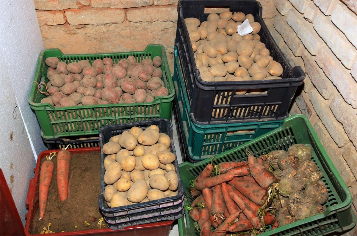 Proč brambory klíčí ve sklepě: znáte tyto 4 důvody? - image 1