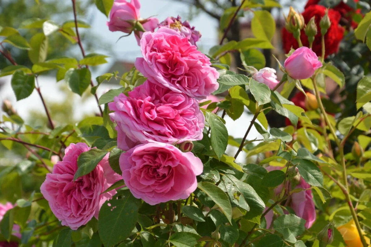 Proč růže explodují poupaty každé léto poté, co je na jaře provedete těmito hnojeními: vyzkoušejte to sami - image 1