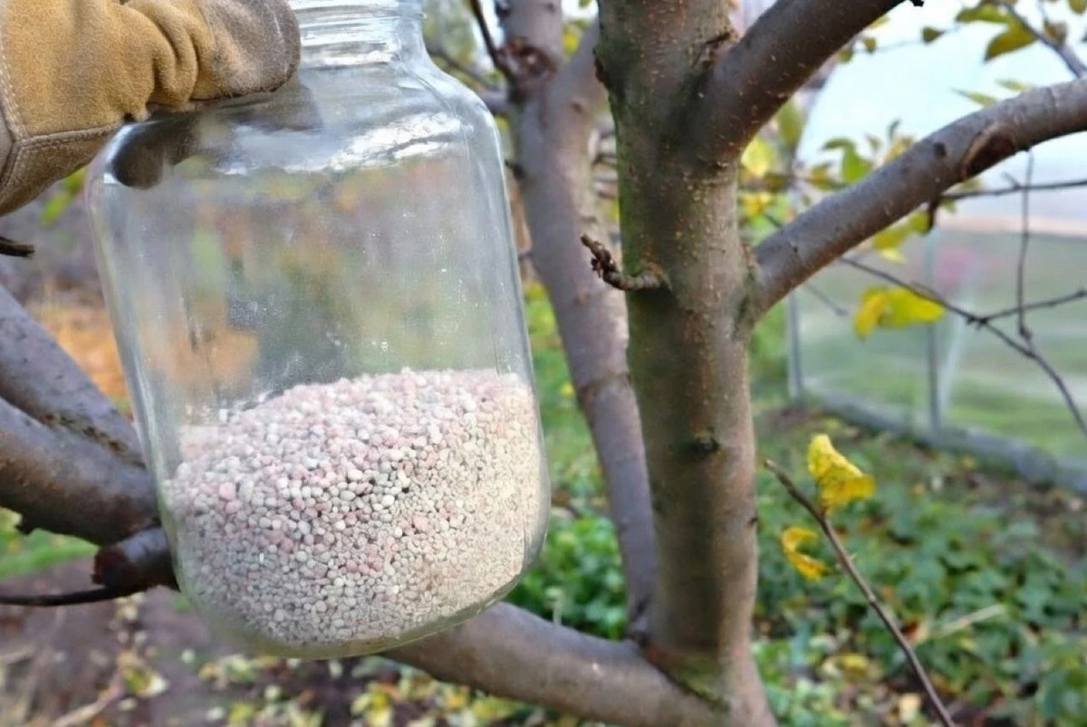 Proč vaši sousedi budou závidět jablkům: Jarní hnojení, které zaručí rekordní úrodu