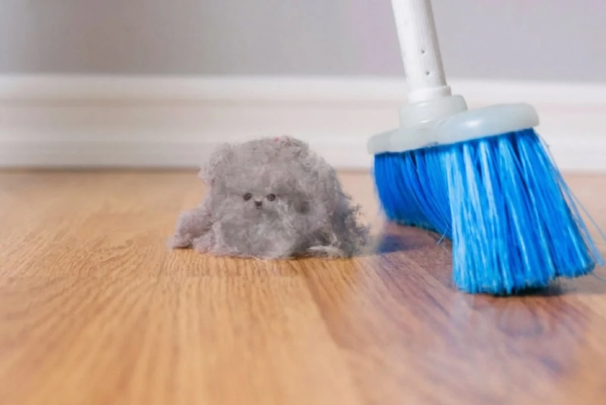 Méně prachu v domácnosti bez úklidu: rostliny, které fungují skoro jako vzduchový filtr